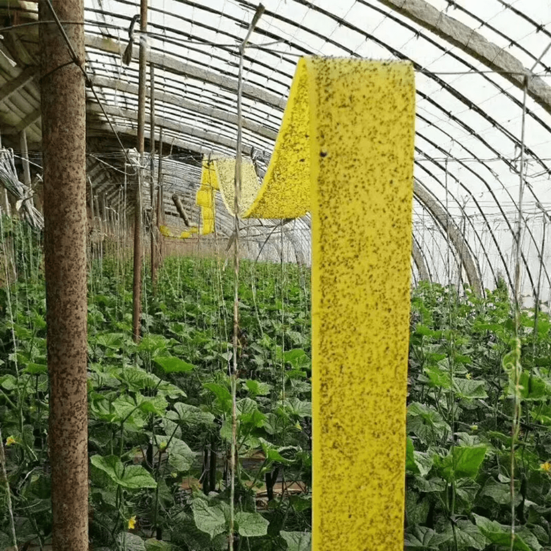 Front view of Rolls Glue Trap for farms and barns – non-toxic fly trap roll

Sticky glue trap roll capturing flies and insects in a barn

Eco-friendly agricultural insect trap used in greenhouse and farm

Close-up of adhesive surface on the Rolls Glue Trap

Livestock barn with fly control glue trap installed

Rolls Glue Trap showing high stickiness and easy installation

Non-toxic pest control solution for agricultural environments