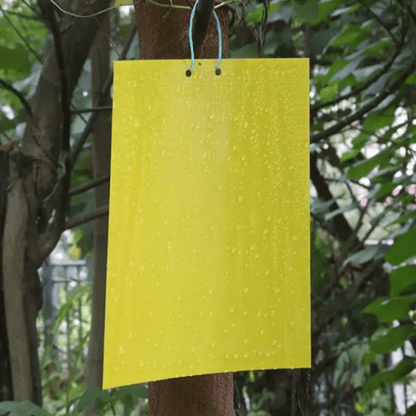 Fly trap hanging near trees water resistance