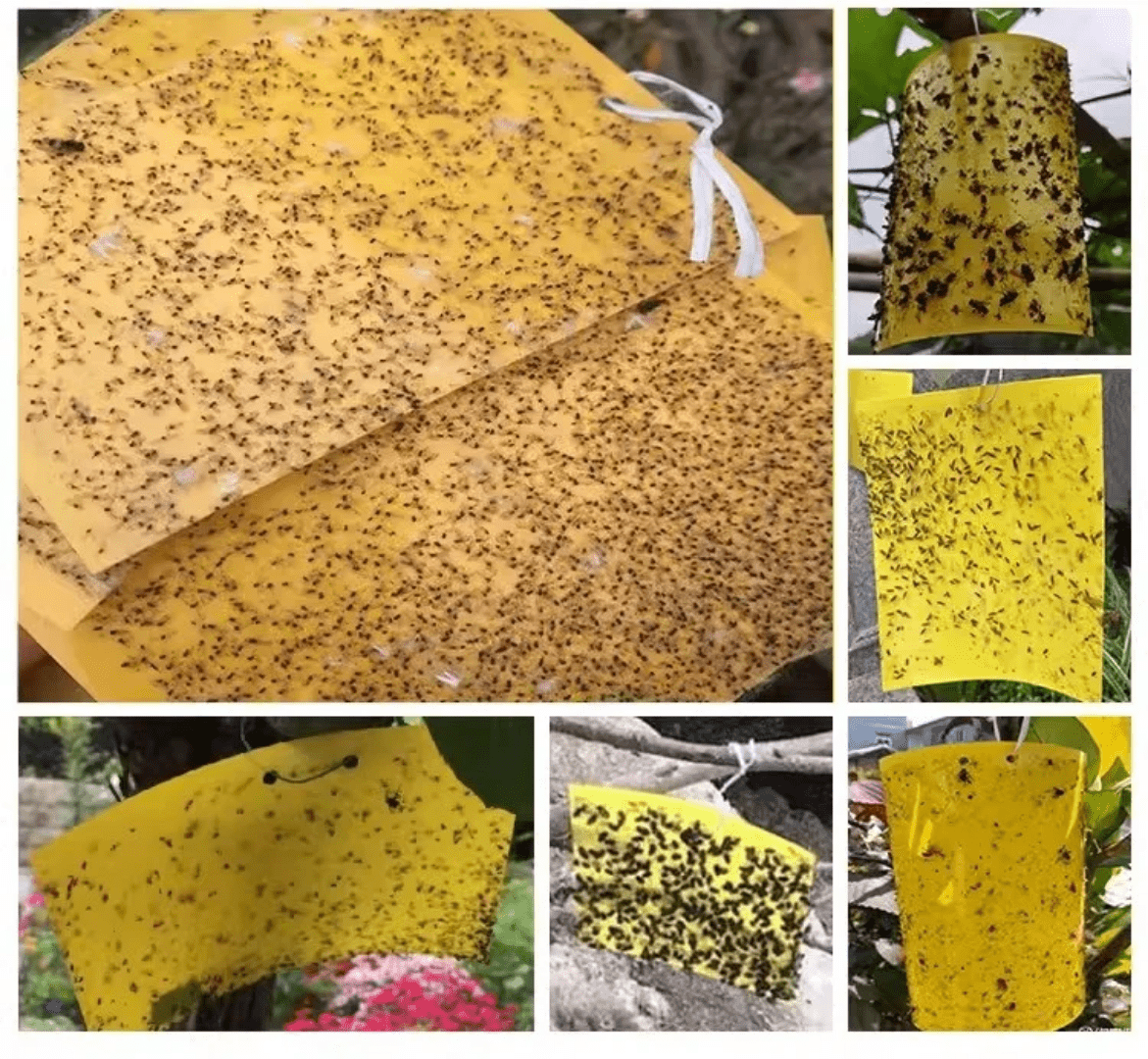 Close-up of trapped flies on sticky fly trap sheet