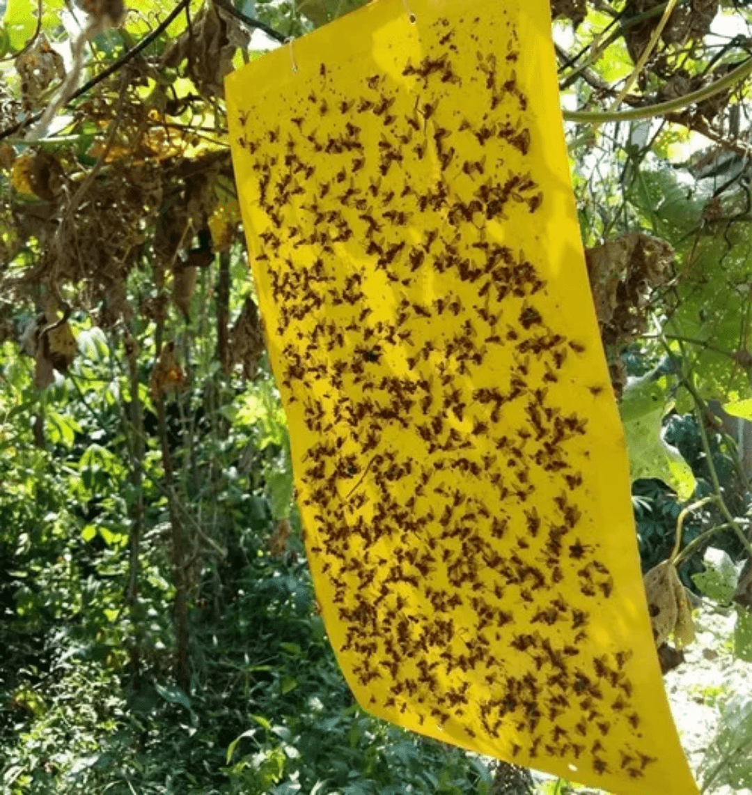 Close-up of trapped flies on sticky fly trap sheet on trees