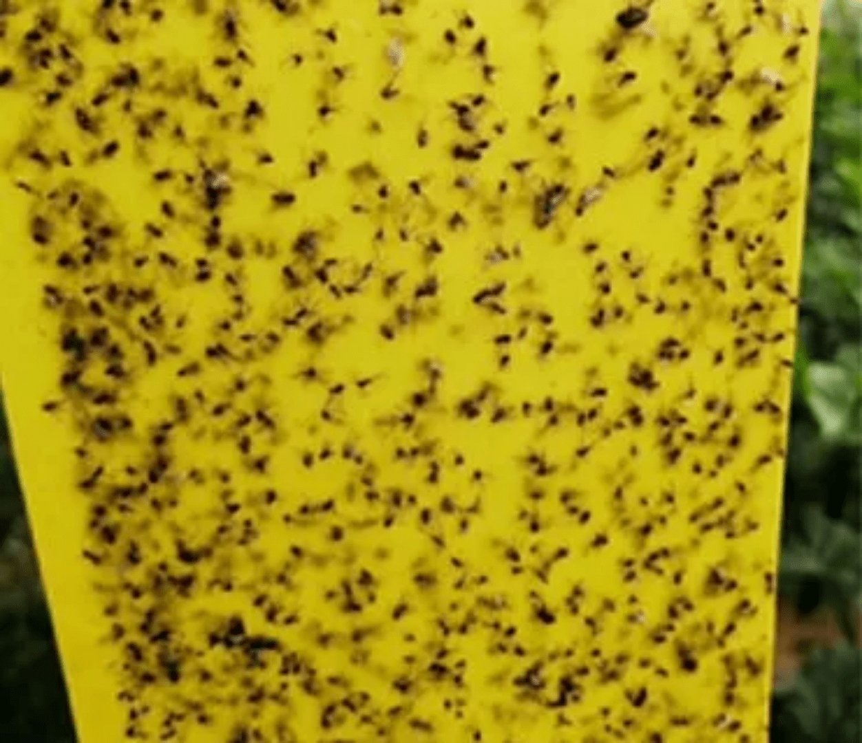 Close-up of trapped flies on sticky fly trap sheet