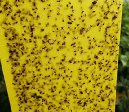 Close-up of trapped flies on sticky fly trap sheet