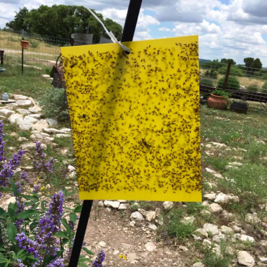 Close-up of trapped flies on sticky fly trap sheet