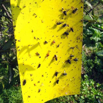 Close-up of trapped flies on sticky fly trap sheet