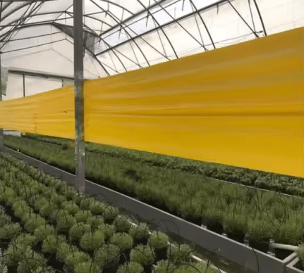 Front view of Rolls Glue Trap for farms and barns – non-toxic fly trap roll

Sticky glue trap roll capturing flies and insects in a barn

Eco-friendly agricultural insect trap used in greenhouse and farm

Close-up of adhesive surface on the Rolls Glue Trap

Livestock barn with fly control glue trap installed

Rolls Glue Trap showing high stickiness and easy installation

Non-toxic pest control solution for agricultural environments