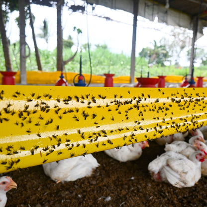 Rolls Glue Trap effectiveness in chicken farms