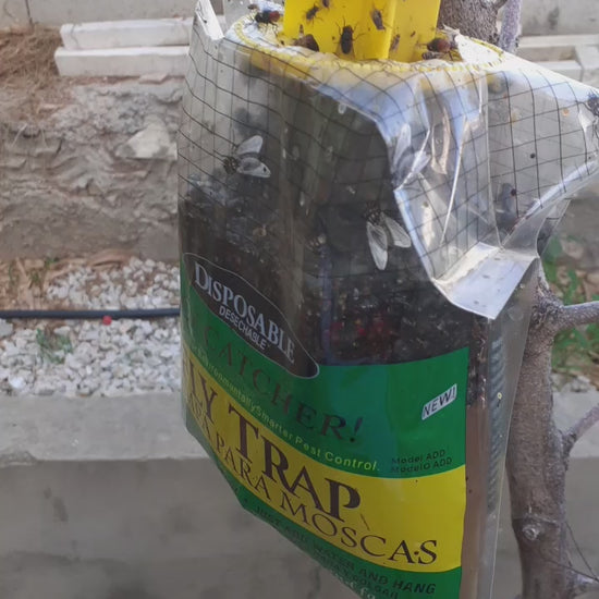 Close-up of fly trap bag filled with water and trapped flies