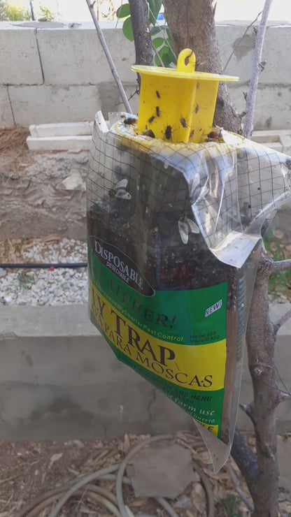 Close-up of fly trap bag filled with water and trapped flies