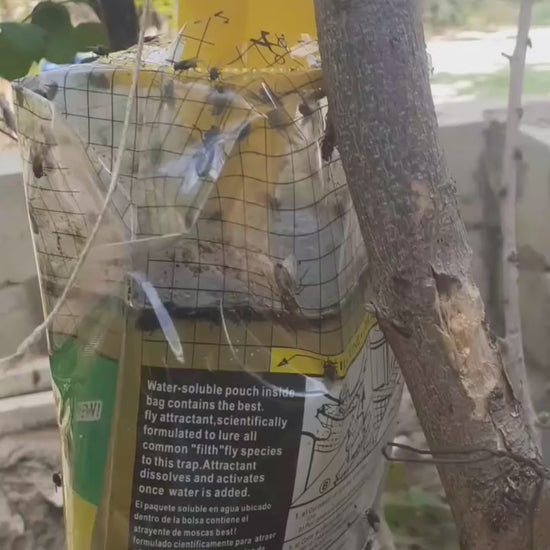 Sticky fly trap sheet front view – chemical-free pest control

Sticky sheet with organic attractant applied on both sides

Fly trap hanging near plants or greenhouse

Close-up of trapped flies on sticky fly trap sheet