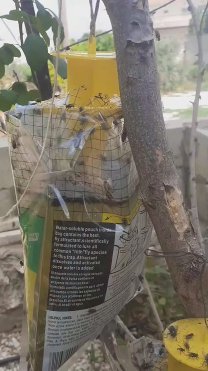 Sticky fly trap sheet front view – chemical-free pest control

Sticky sheet with organic attractant applied on both sides

Fly trap hanging near plants or greenhouse

Close-up of trapped flies on sticky fly trap sheet